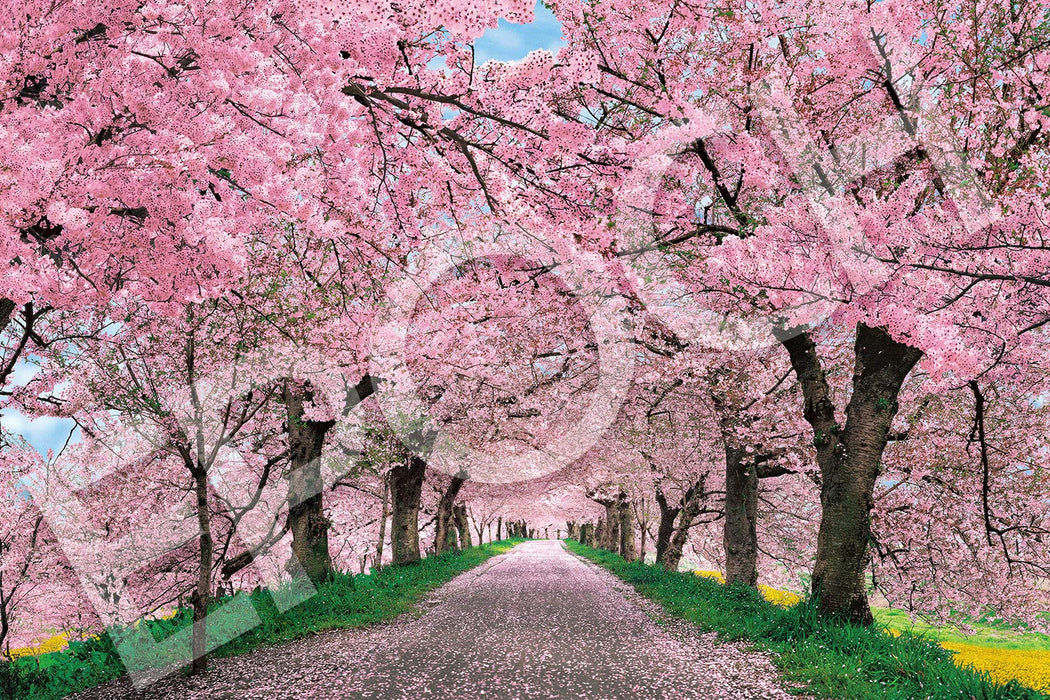 Epoch 1000-Piece Jigsaw Puzzle Japanese Landscape Cherry Blossoms 50X75Cm