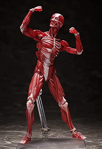 Freeing Figma Human Anatomical Model Pvc Figure Complete Model Made In Japan- Japan Figure Store - #1 Bring To You The Best Japanese Goods