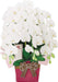 Sanrio Celebration Butterfly Pop-Up Card CR31-8 L 231- Japan Figure Store - #1 Bring To You The Best Japanese Goods