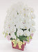 Sanrio Celebration Butterfly Pop-Up Card CR31-8 L 231- Japan Figure Store - #1 Bring To You The Best Japanese Goods