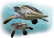 TAKARA TOMY As-20 Animal Adventure Green Turtle Figure- Japan Figure Store - #1 Bring To You The Best Japanese Goods