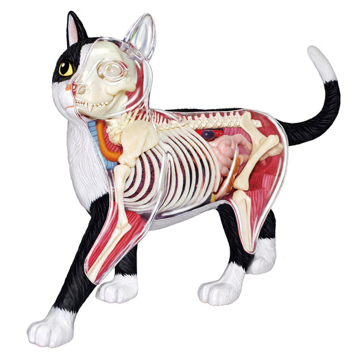 Aoshima Bunka Kyozai Skynet 3D Puzzle 4D Vision Animal Anatomy No.29 Cat Anatomy Model Black/White- Japan Figure Store - #1 Bring To You The Best Japanese Goods