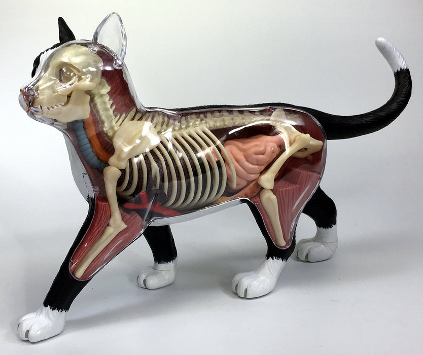 Aoshima Bunka Kyozai Skynet 3D Puzzle 4D Vision Animal Anatomy No.29 Cat Anatomy Model Black/White- Japan Figure Store - #1 Bring To You The Best Japanese Goods