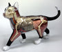 Aoshima Bunka Kyozai Skynet 3D Puzzle 4D Vision Animal Anatomy No.29 Cat Anatomy Model Black/White- Japan Figure Store - #1 Bring To You The Best Japanese Goods