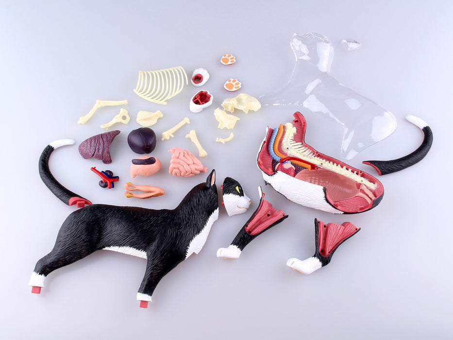 Aoshima Bunka Kyozai Skynet 3D Puzzle 4D Vision Animal Anatomy No.29 Cat Anatomy Model Black/White- Japan Figure Store - #1 Bring To You The Best Japanese Goods