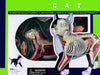 Aoshima Bunka Kyozai Skynet 3D Puzzle 4D Vision Animal Anatomy No.29 Cat Anatomy Model Black/White- Japan Figure Store - #1 Bring To You The Best Japanese Goods