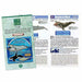 Colorata Real Figure Marine Mammals Deluxe Box- Japan Figure Store - #1 Bring To You The Best Japanese Goods