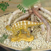 Favorite Koshisaurus Dinosaur Mini Figure Fdw-214- Japan Figure Store - #1 Bring To You The Best Japanese Goods