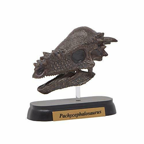Favorite Pachycephalosaurus Skull Dinosaur Mini Model Designed By H.tokugawa- Japan Figure Store - #1 Bring To You The Best Japanese Goods