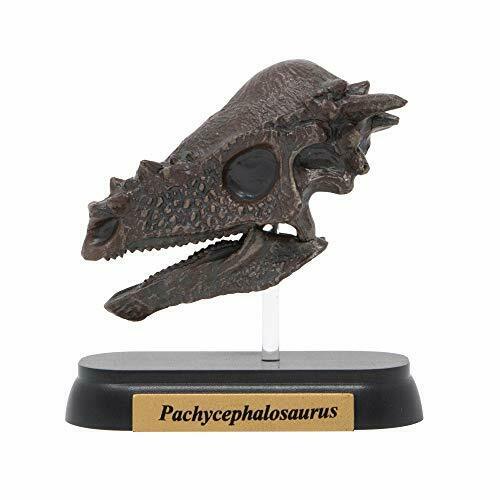 Favorite Pachycephalosaurus Skull Dinosaur Mini Model Designed By H.tokugawa- Japan Figure Store - #1 Bring To You The Best Japanese Goods