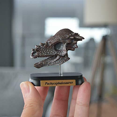 Favorite Pachycephalosaurus Skull Dinosaur Mini Model Designed By H.tokugawa- Japan Figure Store - #1 Bring To You The Best Japanese Goods