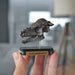 Favorite Pachycephalosaurus Skull Dinosaur Mini Model Designed By H.tokugawa- Japan Figure Store - #1 Bring To You The Best Japanese Goods