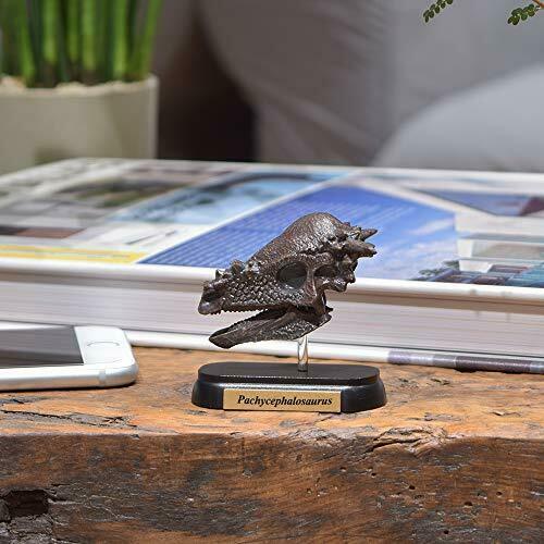 Favorite Pachycephalosaurus Skull Dinosaur Mini Model Designed By H.tokugawa- Japan Figure Store - #1 Bring To You The Best Japanese Goods