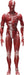 Freeing Figma Human Anatomical Model Pvc Figure Complete Model Made In Japan- Japan Figure Store - #1 Bring To You The Best Japanese Goods