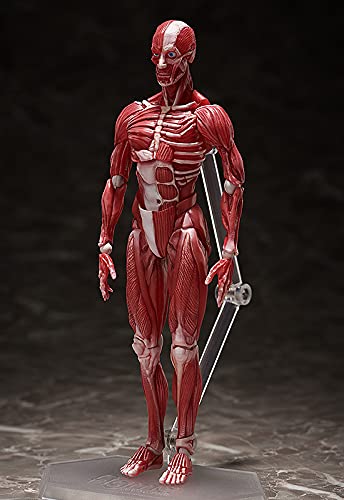 Freeing Figma Human Anatomical Model Pvc Figure Complete Model Made In Japan- Japan Figure Store - #1 Bring To You The Best Japanese Goods
