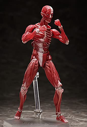 Freeing Figma Human Anatomical Model Pvc Figure Complete Model Made In Japan- Japan Figure Store - #1 Bring To You The Best Japanese Goods
