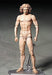 Figma Table Museum Vitruvian Human Figure Non-Scale Abs Pvc Painted Movable Figure Secondary Resale- Japan Figure Store - #1 Bring To You The Best Japanese Goods