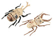 Fujimi Model Japan Free Research Series No.256 Attack On Titan Beetle & Stag Beetle Plastic Model- Japan Figure Store - #1 Bring To You The Best Japanese Goods