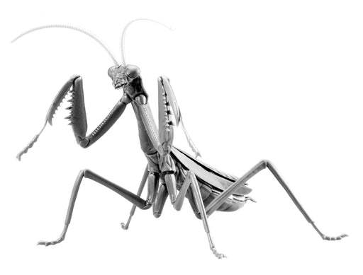 FUJIMI Research Series Tenodera Aridifolia Clear Green Japanese Giant Mantis Metallic Silver Ver. Plastic Model- Japan Figure Store - #1 Bring To You The Best Japanese Goods