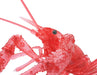 FUJIMI Research Series Procambarus Clarkii / Louisiana Crawfish Special Version Clear Red Plastic Model- Japan Figure Store - #1 Bring To You The Best Japanese Goods