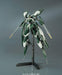BANDAI Iron-Blooded Orphans 034 Gundam Reginlaze Julia 1/144 Scale Kit- Japan Figure Store - #1 Bring To You The Best Japanese Goods