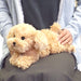Sun Lemon Plush Doll Lap Dog Plush Hiza Wanko Toy Poodle Beige Tjn- Japan Figure Store - #1 Bring To You The Best Japanese Goods