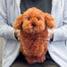 Sun Lemon Plush Doll Lap Dog Plush Hiza Wanko Toy Poodle Brown Tjn- Japan Figure Store - #1 Bring To You The Best Japanese Goods