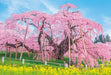 Made In Japan Beverly 1000pc Jigsaw Puzzle Miharu Takizakura 1000-049- Japan Figure Store - #1 Bring To You The Best Japanese Goods