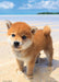 BEVERLY Jigsaw Puzzle P108-840 Shiba Puppy And The Sea 108 Pieces- Japan Figure Store - #1 Bring To You The Best Japanese Goods