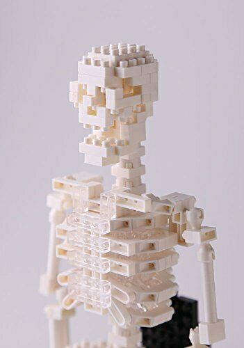 Nanoblock Human Skeleton Nbm014- Japan Figure Store - #1 Bring To You The Best Japanese Goods