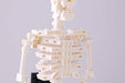 Nanoblock Human Skeleton Nbm014- Japan Figure Store - #1 Bring To You The Best Japanese Goods