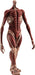 Good Smile Company Pop Up Parade Attack On Titan Armin Arlert Japan L Size Figure- Japan Figure Store - #1 Bring To You The Best Japanese Goods