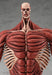 Good Smile Company Pop Up Parade Attack On Titan Armin Arlert Japan L Size Figure- Japan Figure Store - #1 Bring To You The Best Japanese Goods