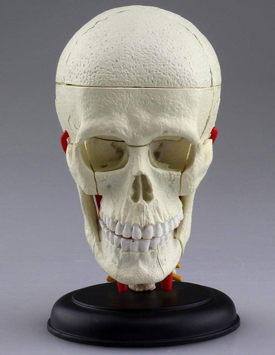 AOSHIMA 87176 4D Vision Human Anatomy Model No.4 Cranial Nerve Skull Non-Scale- Japan Figure Store - #1 Bring To You The Best Japanese Goods