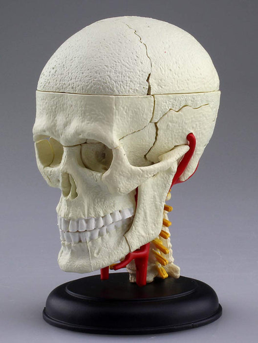 AOSHIMA 87176 4D Vision Human Anatomy Model No.4 Cranial Nerve Skull Non-Scale- Japan Figure Store - #1 Bring To You The Best Japanese Goods