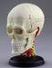 AOSHIMA 87176 4D Vision Human Anatomy Model No.4 Cranial Nerve Skull Non-Scale- Japan Figure Store - #1 Bring To You The Best Japanese Goods
