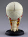 AOSHIMA 87176 4D Vision Human Anatomy Model No.4 Cranial Nerve Skull Non-Scale- Japan Figure Store - #1 Bring To You The Best Japanese Goods