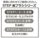 SKATER Clear Soft Toothbrush Set 3 Pcs For Kindergarten Kids Totoro Plants- Japan Figure Store - #1 Bring To You The Best Japanese Goods