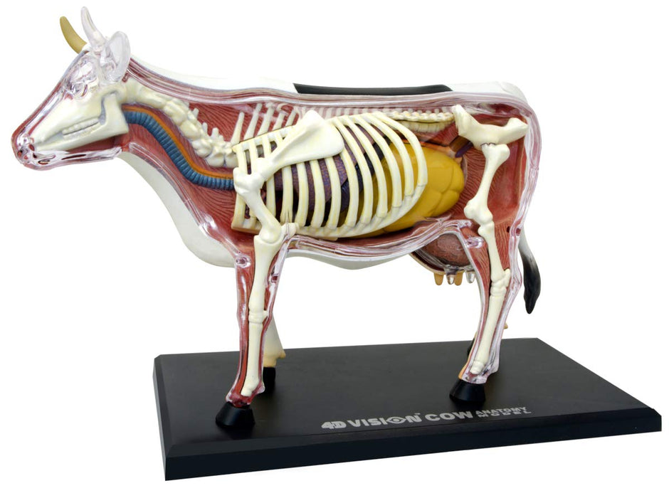 AOSHIMA 78198 4D Vision No.3 Cow Anatomy Model Non-Scale Kit- Japan Figure Store - #1 Bring To You The Best Japanese Goods