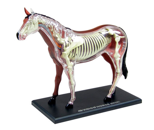 AOSHIMA 78204 4D Vision No.4 Horse Anatomy Model Non-Scale Kit- Japan Figure Store - #1 Bring To You The Best Japanese Goods