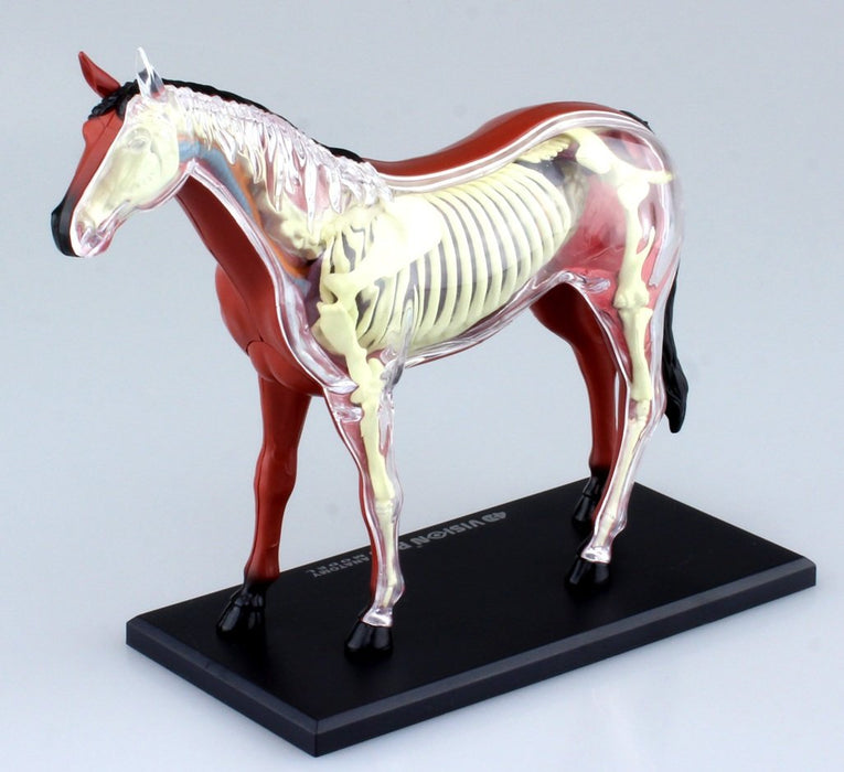 AOSHIMA 78204 4D Vision No.4 Horse Anatomy Model Non-Scale Kit- Japan Figure Store - #1 Bring To You The Best Japanese Goods