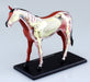 AOSHIMA 78204 4D Vision No.4 Horse Anatomy Model Non-Scale Kit- Japan Figure Store - #1 Bring To You The Best Japanese Goods