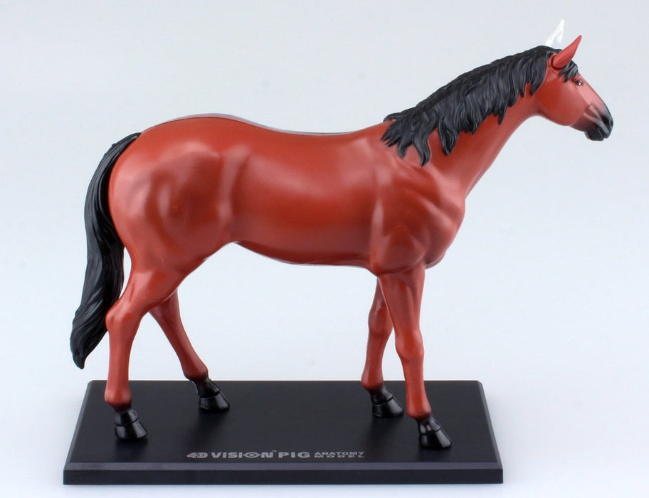 AOSHIMA 78204 4D Vision No.4 Horse Anatomy Model Non-Scale Kit- Japan Figure Store - #1 Bring To You The Best Japanese Goods