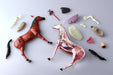 AOSHIMA 78204 4D Vision No.4 Horse Anatomy Model Non-Scale Kit- Japan Figure Store - #1 Bring To You The Best Japanese Goods