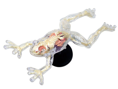 AOSHIMA 88371 4D Vision No.13 Frog Anatomy Model Non-Scale Kit- Japan Figure Store - #1 Bring To You The Best Japanese Goods