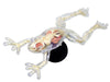 AOSHIMA 88371 4D Vision No.13 Frog Anatomy Model Non-Scale Kit- Japan Figure Store - #1 Bring To You The Best Japanese Goods