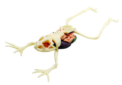AOSHIMA 88371 4D Vision No.13 Frog Anatomy Model Non-Scale Kit- Japan Figure Store - #1 Bring To You The Best Japanese Goods