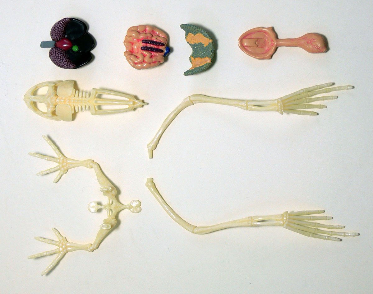AOSHIMA 88371 4D Vision No.13 Frog Anatomy Model Non-Scale Kit- Japan Figure Store - #1 Bring To You The Best Japanese Goods