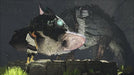 Sony The Last Guardian [Firstpress Limited Edition] Ps4 Sony Playstation - Used Japan Figure 4948872320160 7