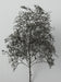 Kato Woodland Scenics Natural Black Trees 24-368 Model Railway Supplies- Japan Figure Store - #1 Bring To You The Best Japanese Goods